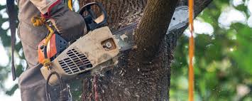 Reliable Hooper, UT Tree Removal Services Solutions