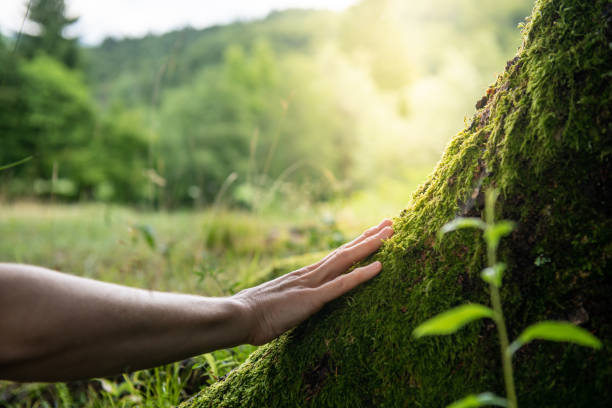 How Our Tree Care Process Works  in  Hooper, UT